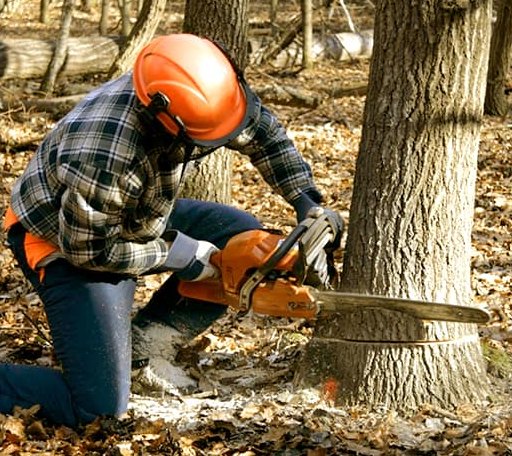 Tree Removal in White, SD